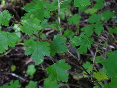 Ribes uva-crispa