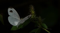 Leptosia nina