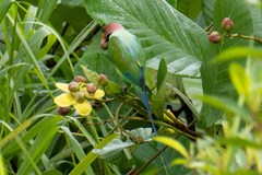 Psittacula longicauda