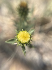 Grindelia nuda