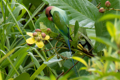 Psittacula longicauda