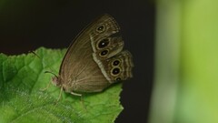 Mycalesis mineus