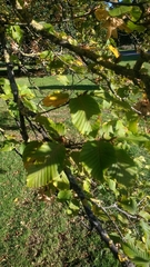 Carpinus