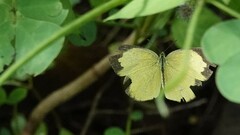 Eurema laeta