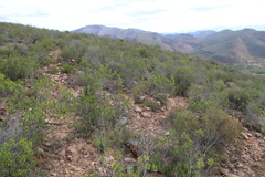 Pteronia fasciculata