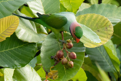 Psittacula longicauda