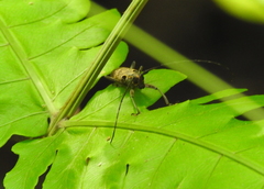 Epepeotes luscus