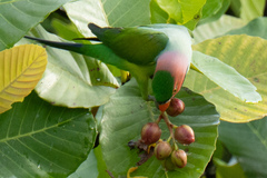 Psittacula longicauda