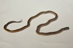 Calliophis maculiceps