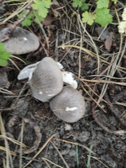 Tricholoma saponaceum