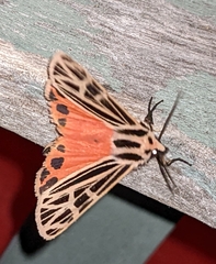 Apantesis parthenice