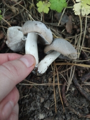 Tricholoma saponaceum