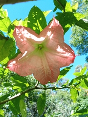 Brugmansia suaveolens