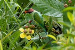 Psittacula longicauda