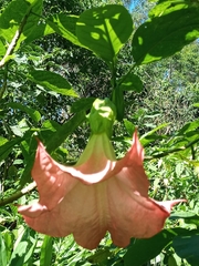 Brugmansia suaveolens