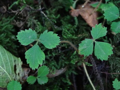 Potentilla sterilis