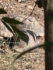 Testudo marginata