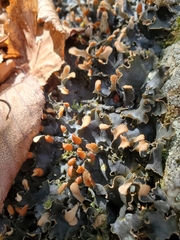 Peltigera polydactylon