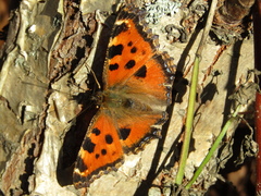 Nymphalis xanthomelas