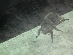 Trypoxylus dichotomus