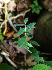 Hypericum hirsutum