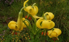Lilium jankae