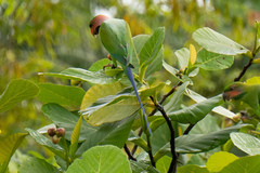 Psittacula longicauda