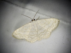 Scopula modicaria