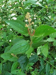 Miconia australis