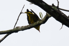 Oriolus chinensis