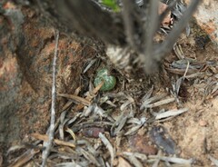 Bulbine mesembryanthemoides
