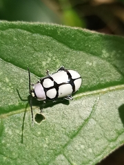 Omophoita octoguttata