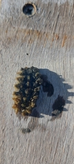 Polyplacophora