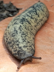 Sarasinula linguaeformis