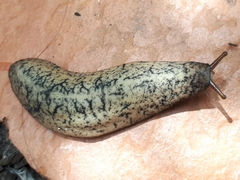 Sarasinula linguaeformis