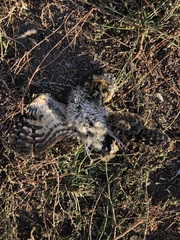 Phalaenoptilus nuttallii