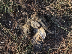 Phalaenoptilus nuttallii