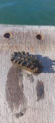 Polyplacophora