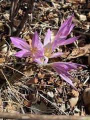 Colchicum lusitanum