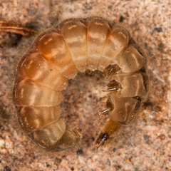 Cantharidae