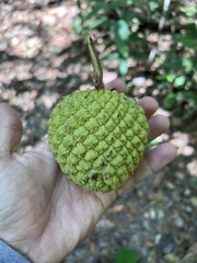 Annonaceae