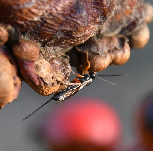 Exeristes roborator