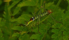 Poecilimon thoracicus