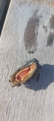 Polyplacophora