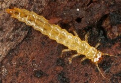 Dendrophagus crenatus