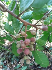 Matayba elaeagnoides