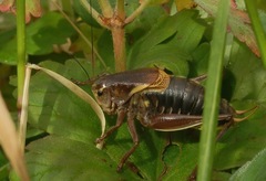 Psorodonotus fieberi