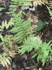 Athyrium filix-femina