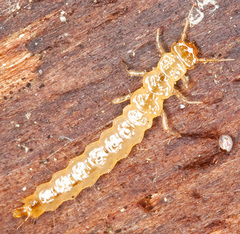 Dendrophagus crenatus