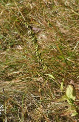 Epipactis